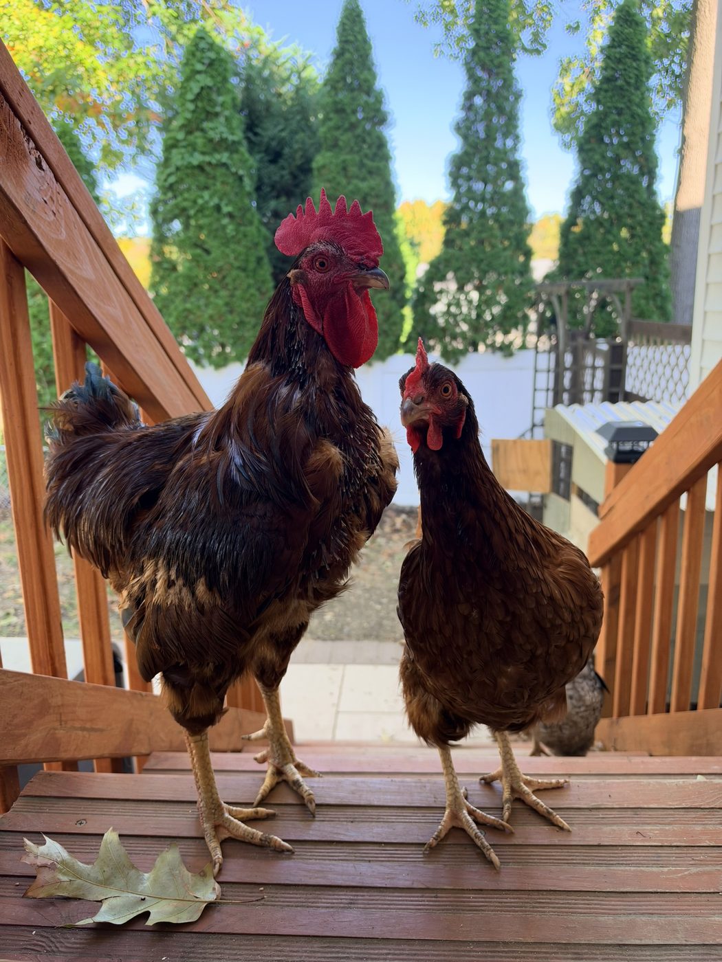 My chickens