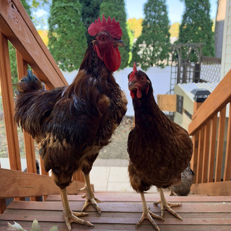 My chickens