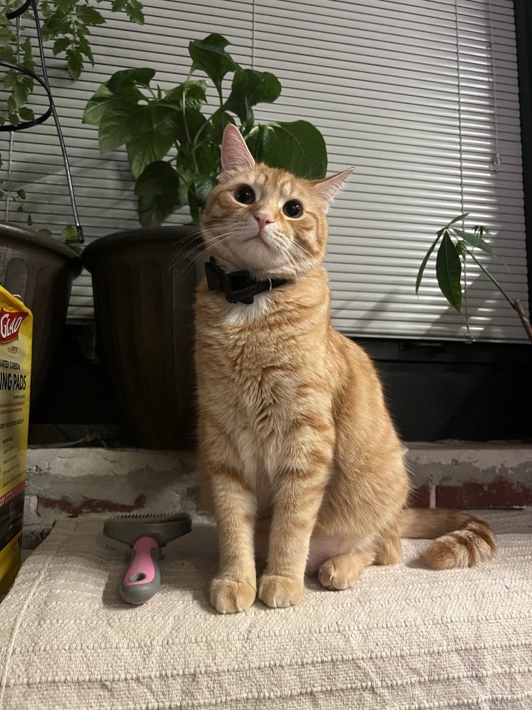 Mango
