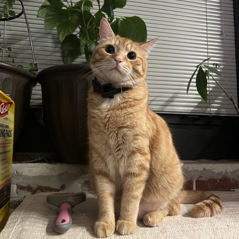 Mango