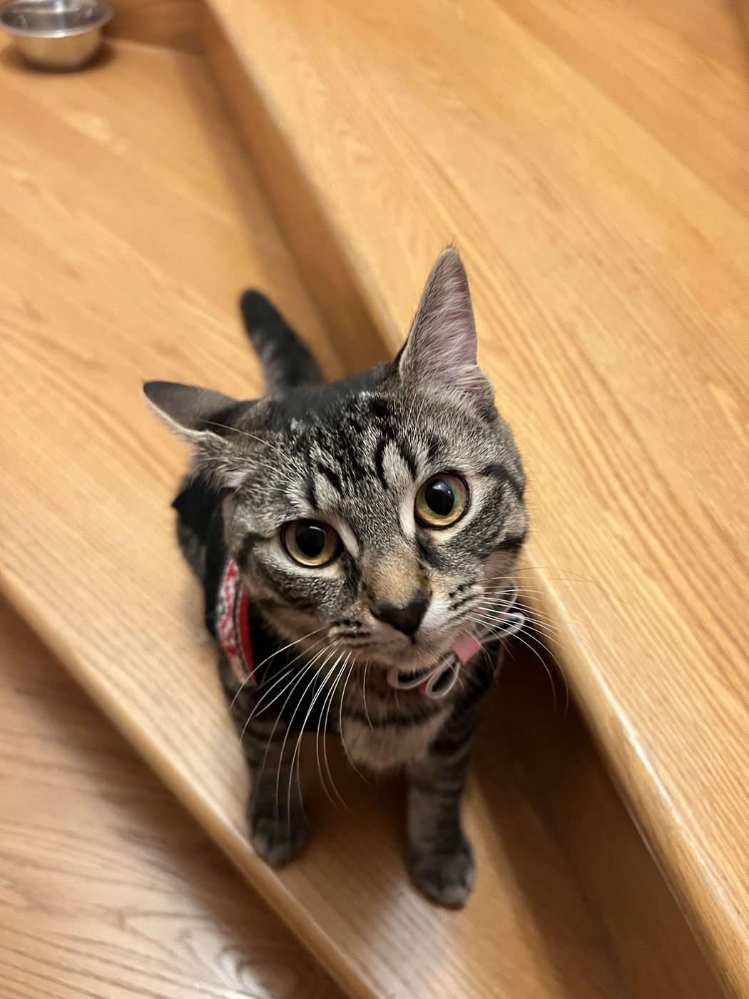 Tofu
