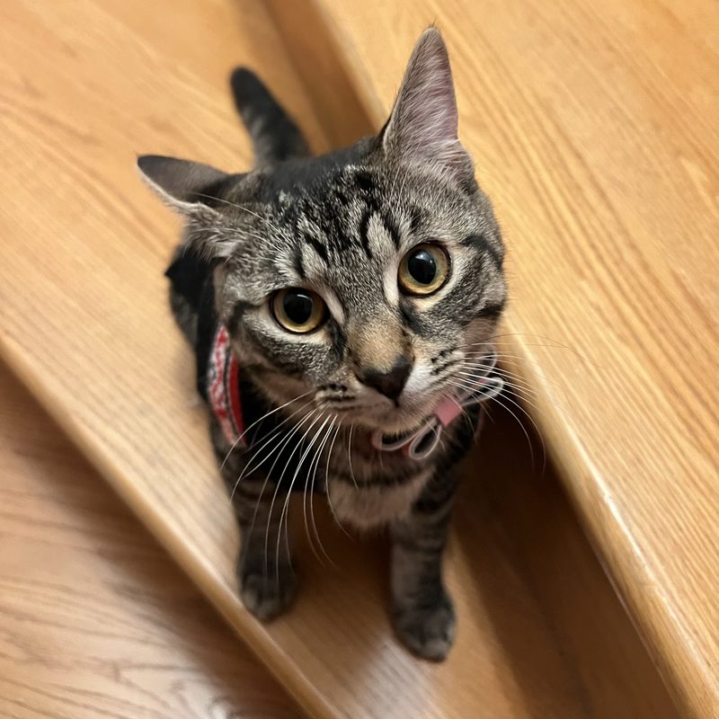 Tofu